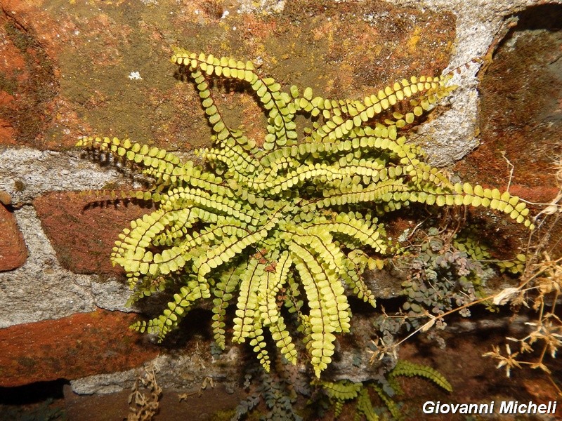 Asplenium trichomanes